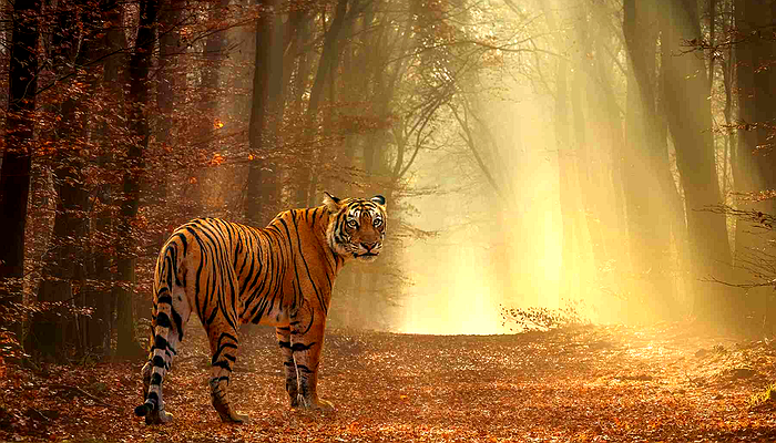 Bannerghatta Biological Park