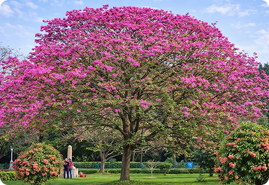Cubbon Park